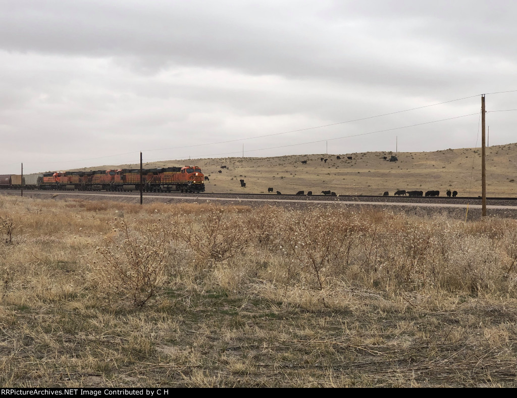 BNSF 6313/5026/5866/5671/1689